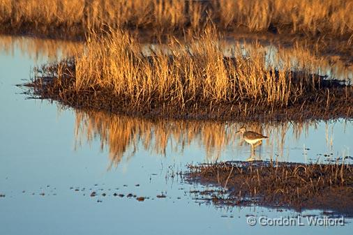 Bird In A Rice Field_28768.jpg - Photographed near Port Lavaca, Texas, USA.